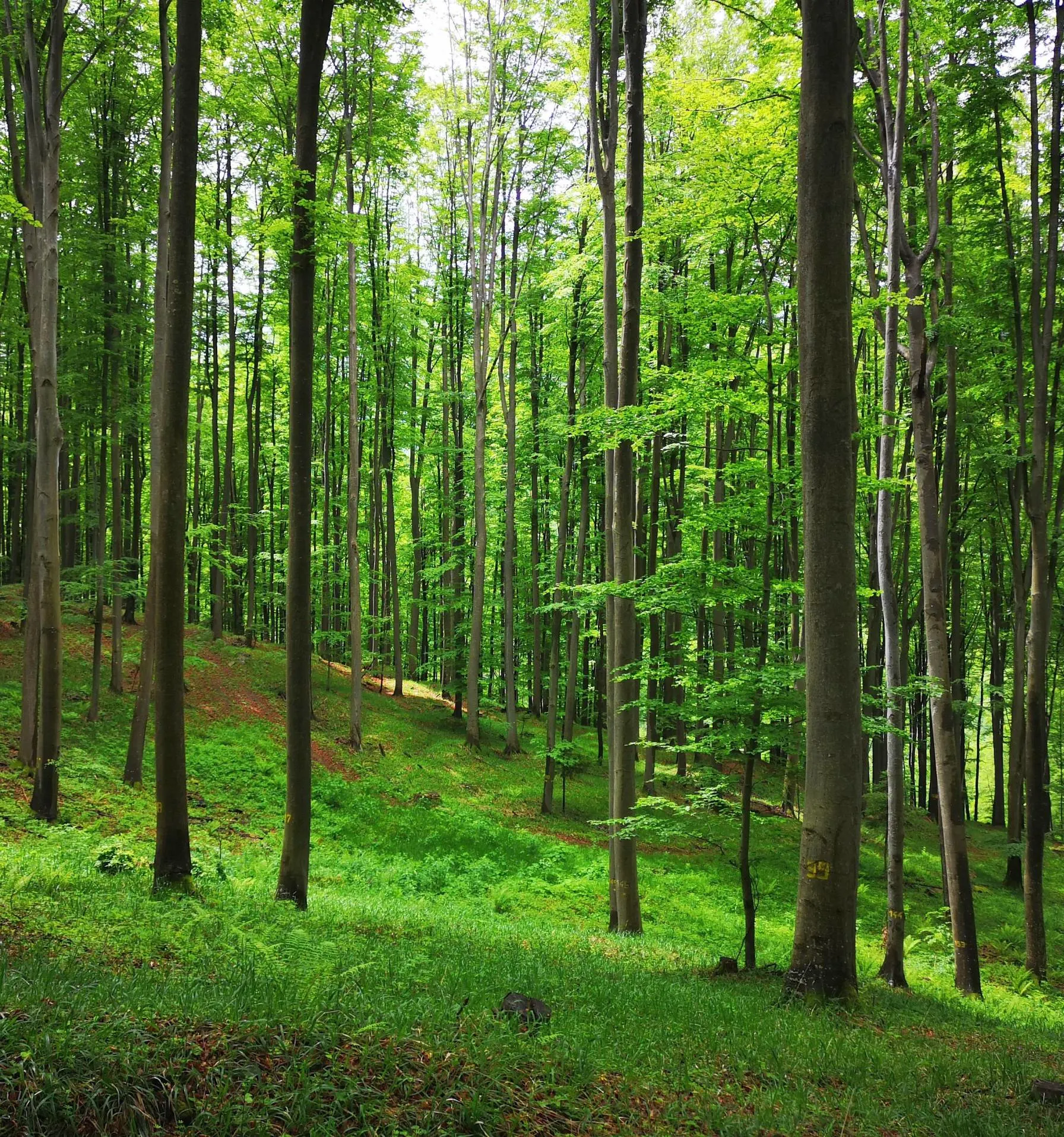 FSC Certification